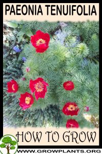 How to grow Paeonia tenuifolia