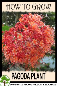 How to grow Pagoda plant