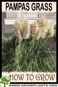 How to grow Pampas grass