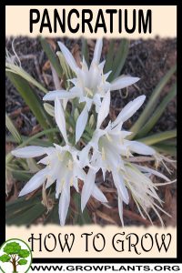 How to grow Pancratium