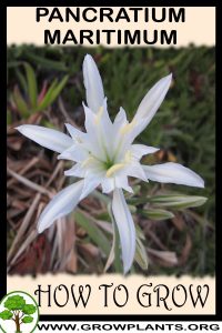 How to grow Pancratium maritimum