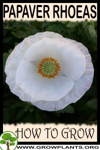 How to grow Papaver rhoeas