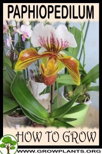 How to grow Paphiopedilum