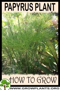 How to grow Papyrus plant