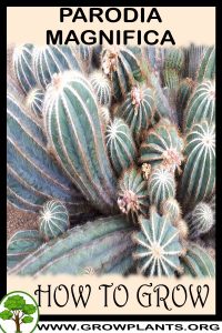 How to grow Parodia magnifica