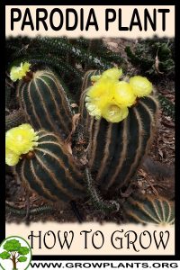 How to grow Parodia plant