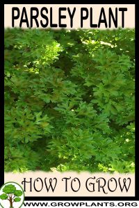 How to grow Parsley plant