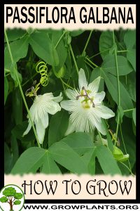 How to grow Passiflora galbana