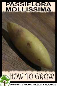How to grow Passiflora mollissima