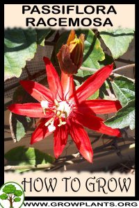 How to grow Passiflora racemosa