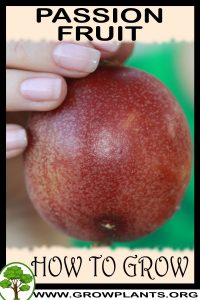 How to grow Passion fruit
