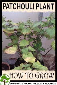 How to grow Patchouli plant