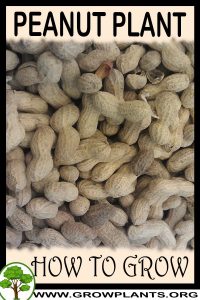 How to grow Peanut plant