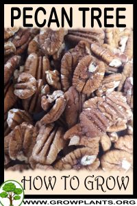 How to grow Pecan tree