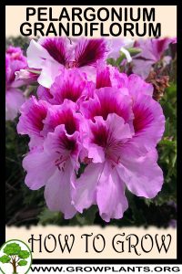 How to grow Pelargonium Grandiflorum