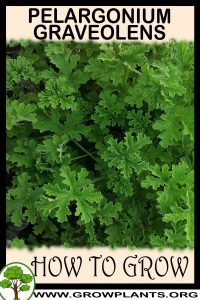 How to grow Pelargonium graveolens