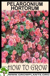 How to grow Pelargonium hortorum