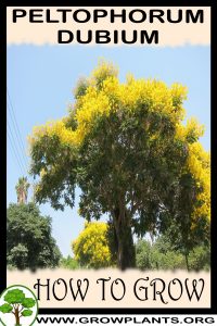 How to grow Peltophorum dubium