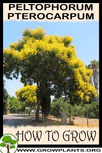 How to grow Peltophorum pterocarpum
