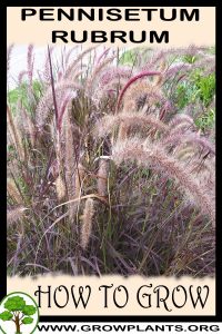 How to grow Pennisetum rubrum
