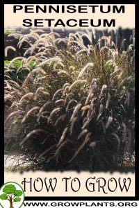 How to grow Pennisetum setaceum