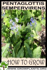 How to grow Pentaglottis sempervirens