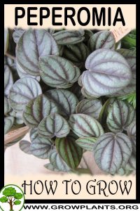How to grow Peperomia