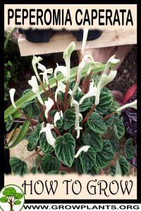 How to grow Peperomia caperata