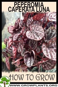 How to grow Peperomia caperata luna