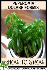 How to grow Peperomia dolabriformis