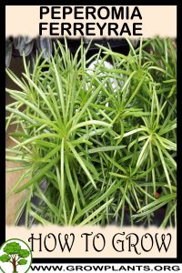 How to grow Peperomia ferreyrae