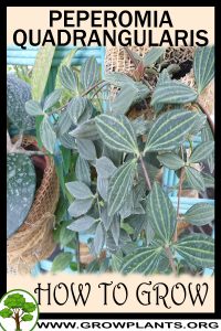 How to grow Peperomia quadrangularis