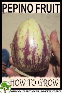 How to grow Pepino fruit