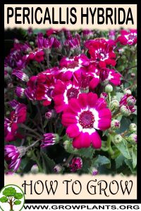 How to grow Pericallis hybrida
