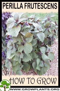How to grow Perilla frutescens