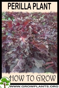 How to grow Perilla plant