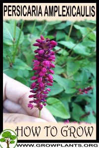 How to grow Persicaria amplexicaulis