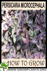 How to grow Persicaria microcephala