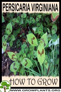 How to grow Persicaria virginiana