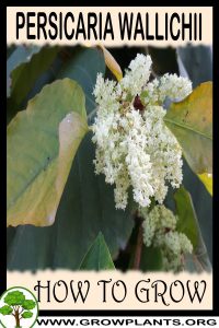 How to grow Persicaria wallichii
