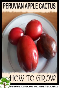 How to grow Peruvian apple cactus