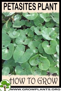 How to grow Petasites