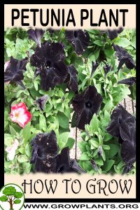 How to grow Petunia