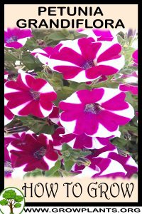 How to grow Petunia grandiflora