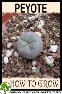 How to grow Peyote