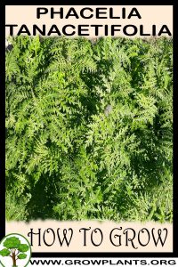 How to grow Phacelia tanacetifolia