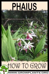 How to grow Phaius