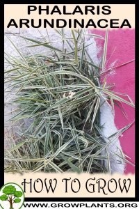 How to grow Phalaris arundinacea