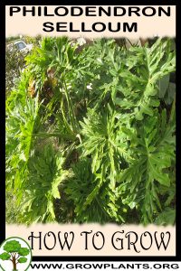 How to grow Philodendron selloum