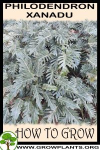 How to grow Philodendron xanadu